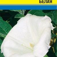 Лот: 12855232. Фото: 2. Семена датуры метельчатой белой... Семена, рассада, садовые растения