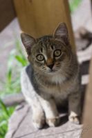 Лот: 5569200. Фото: 3. Котята даром!. Растения и животные