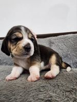 Лот: 22529277. Фото: 4. щенки бигль. Красноярск