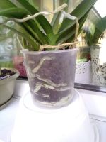 Лот: 16344174. Фото: 3. Орхидея фаленопсис мини. Растения и животные