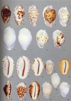 Лот: 2227878. Фото: 2. A Guide to Worldwide Cowries... Литература, книги