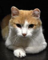 Лот: 7714685. Фото: 3. Кошечка стерилизованная, мурлышка... Растения и животные