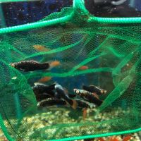 Лот: 20680317. Фото: 19. Меченосец; Ситцевый, ананас, черные...