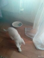 Лот: 9851752. Фото: 6. Котик белый