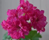 Лот: 10980443. Фото: 2. Пеларгония плющелистная "Cerise... Комнатные растения и уход