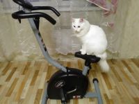 Лот: 9996318. Фото: 3. Велотренажер exercise bike BC-1600. Спортивные товары