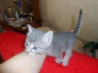 Лот: 3214066. Фото: 6. Отдам котят в хорошие руки