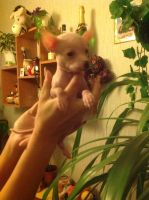 Лот: 7170614. Фото: 2. Продам щенков ксолоитцкуинтли... Животные и уход