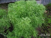 Лот: 11571258. Фото: 4. полынь божье дерево. Красноярск