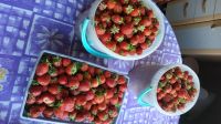 Лот: 17888535. Фото: 2. 🍓Клубника домашняя 🍓. Продукты