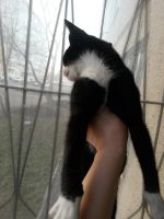Лот: 7432058. Фото: 3. Черно-белый котек (мальчик). Растения и животные