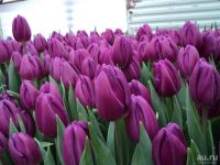 Лот: 2549100. Фото: 4. Шикарные крупные тюльпаны EXTRA... Красноярск