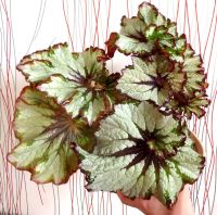 Лот: 11525023. Фото: 2. Бегония Green Gold. Комнатные растения и уход