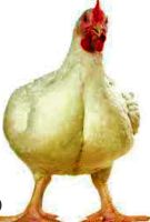 Лот: 16996934. Фото: 2. Цыплята бройлера ( суточник... Животные и уход