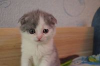 Лот: 4892656. Фото: 2. Шотландская бело-голубая кошечка. Животные и уход