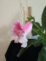 Лот: 11548348. Фото: 2. Тидея розовая ( растение из клубня... Комнатные растения и уход