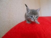 Лот: 3214066. Фото: 5. Отдам котят в хорошие руки