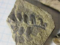 Лот: 18459850. Фото: 3. Окаменелость Палеозой, Карбон... Красноярск