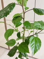 Лот: 22178453. Фото: 3. Сортовой гибискус. Растения и животные