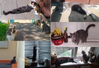 Лот: 20755526. Фото: 6. Кошка Роза, серый окрас (как у...