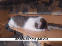 Лот: 20755554. Фото: 4. Разговорчивая кошка Нюша, трёхцветный... Красноярск
