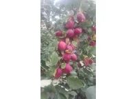Лот: 10413031. Фото: 2. Яблоки Пепин ароматные, сочные... Продукты