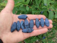 Лот: 17576426. Фото: 5. Саженцы ягодных кустарников