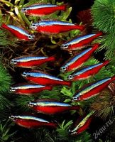 Лот: 3518269. Фото: 2. неон красный. Аквариумистика