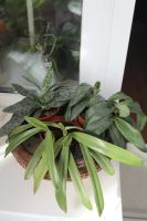 Лот: 5288222. Фото: 2. Орхидея Пафиопедилюмы. Комнатные растения и уход