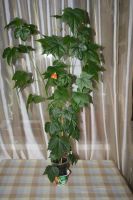 Лот: 5066936. Фото: 2. Абутилон Селло № 6 (комнатный... Комнатные растения и уход