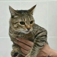 Лот: 12834653. Фото: 2. Кот Маркиз ищет ДОМ. Животные и уход