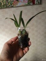 Лот: 17860381. Фото: 4. Орхидея онцидиум твинкл 2 сорта. Красноярск