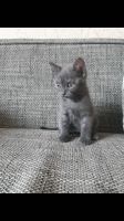 Лот: 11795105. Фото: 2. Котята. Животные и уход