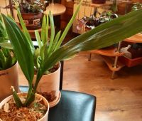 Лот: 8290090. Фото: 2. Орхидея Зигопеталлум (zigopetalum... Комнатные растения и уход