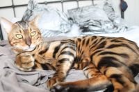 Лот: 10942887. Фото: 7. К переезду готов бенгальский котенок