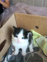 Лот: 25807083. Фото: 2. Котёнок. Животные и уход