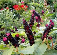 Лот: 2584156. Фото: 2. Лаконос американский (Phytolacca... Семена, рассада, садовые растения