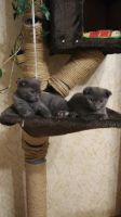 Лот: 11795105. Фото: 3. Котята. Растения и животные