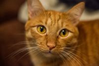 Лот: 8215269. Фото: 7. Tamron 28-75/2.8 Canon