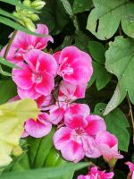 Лот: 7367338. Фото: 6. Пеларгония разных сортов