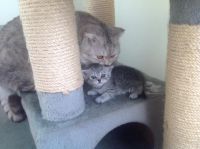 Лот: 3496607. Фото: 6. Котята британцы