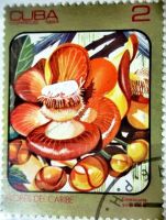 Лот: 12956745. Фото: 2. Марки Флора. Куба. Карибские цветы... Коллекционирование, моделизм