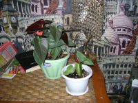 Лот: 19500585. Фото: 2. Цветок Антуриум. Комнатные растения и уход