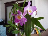 Лот: 443576. Фото: 2. орхидея Дендробиум Honey Leen... Комнатные растения и уход