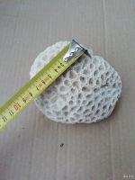 Лот: 14086881. Фото: 3. Натуральный коралл в аквариум. Растения и животные