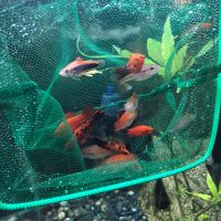 Лот: 20680317. Фото: 9. Меченосец; Ситцевый, ананас, черные...