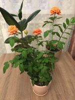 Лот: 16306302. Фото: 2. Роза. Комнатные растения и уход