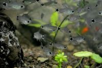 Лот: 20335960. Фото: 5. Хастатус карликовый Коридорас...