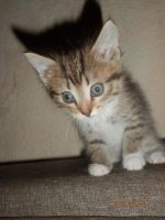 Лот: 10483481. Фото: 4. Котенок. Красноярск
