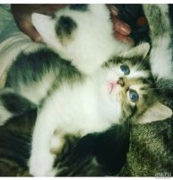 Лот: 4924879. Фото: 3. Котята. Растения и животные